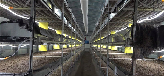 太康 工厂建在家门口 带动就业促增收——彬伊岳科技的乡村振兴实践